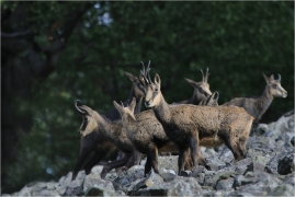 <p>KAMZÍK HORSKÝ (Rupicapra rupicapra) Lužické hory, Studenec ---- /Chamois - Gämse/</p>